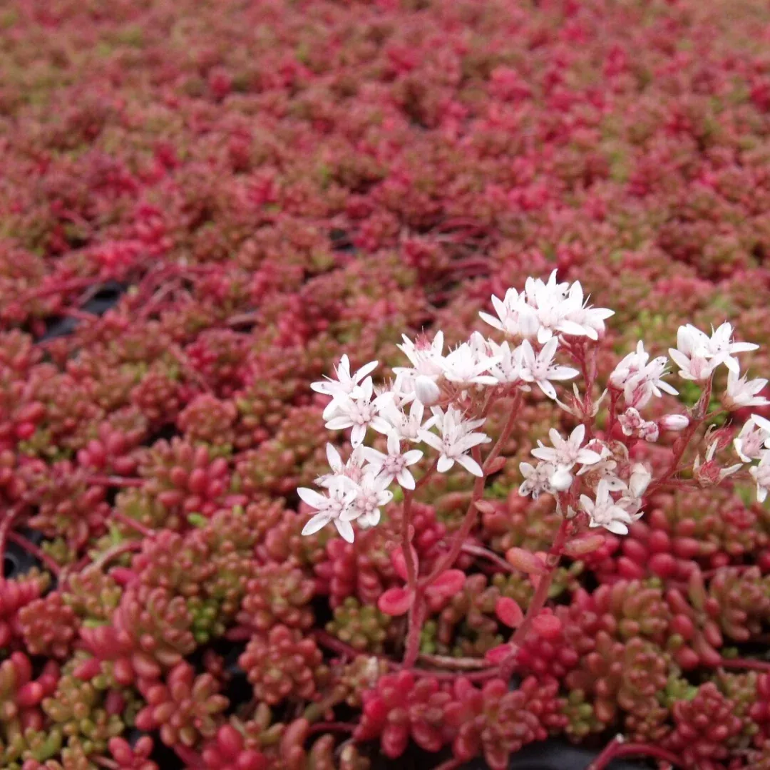 Sedum 'Coral Carpet'