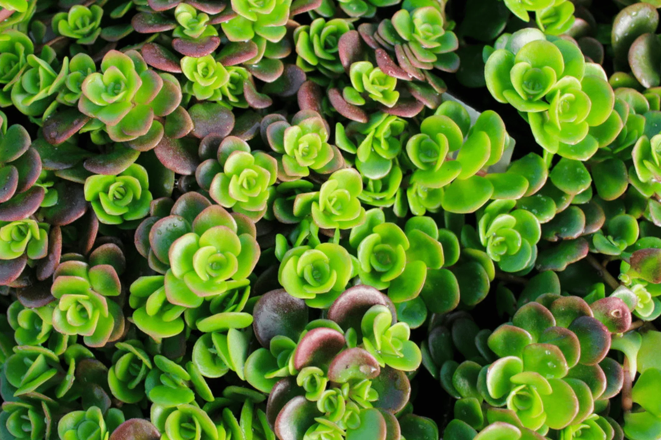 sedum-coral-reef Sedum 'Coral Reef'