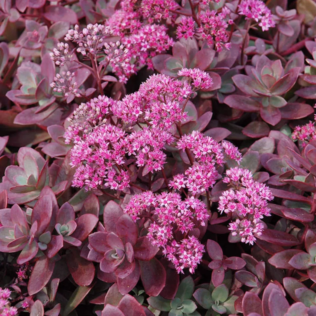 Sedum 'Firecracker'