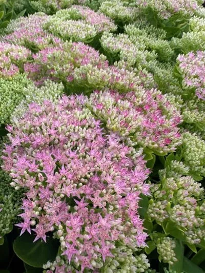 sedum-hotstuff-stonecrop Sedum Hotstuff Stonecrop