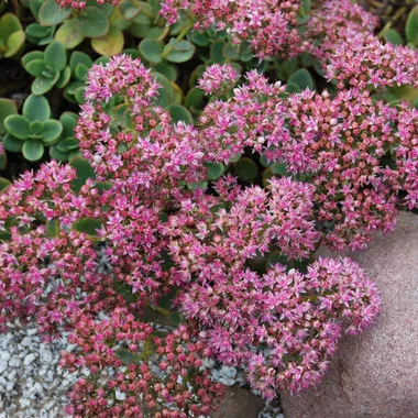 sedum-lime-zinger-ppaf-25-br-plants Sedum 'Lime Zinger' PPAF (25) BR Plants