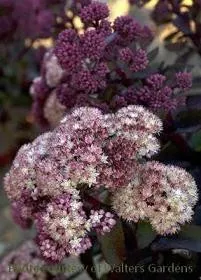 sedum-moonlight-serenade-ppaf-25-br-plants Sedum 'Moonlight Serenade' PPAF (25) BR Plants