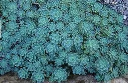 sedum-pachyclados-10-ct-flat Sedum pachyclados (10)ct Flat