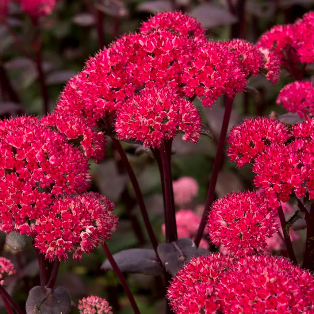 sedum-red-cauliflower-garden-succulent Sedum - Red Cauliflower - Garden Succulent
