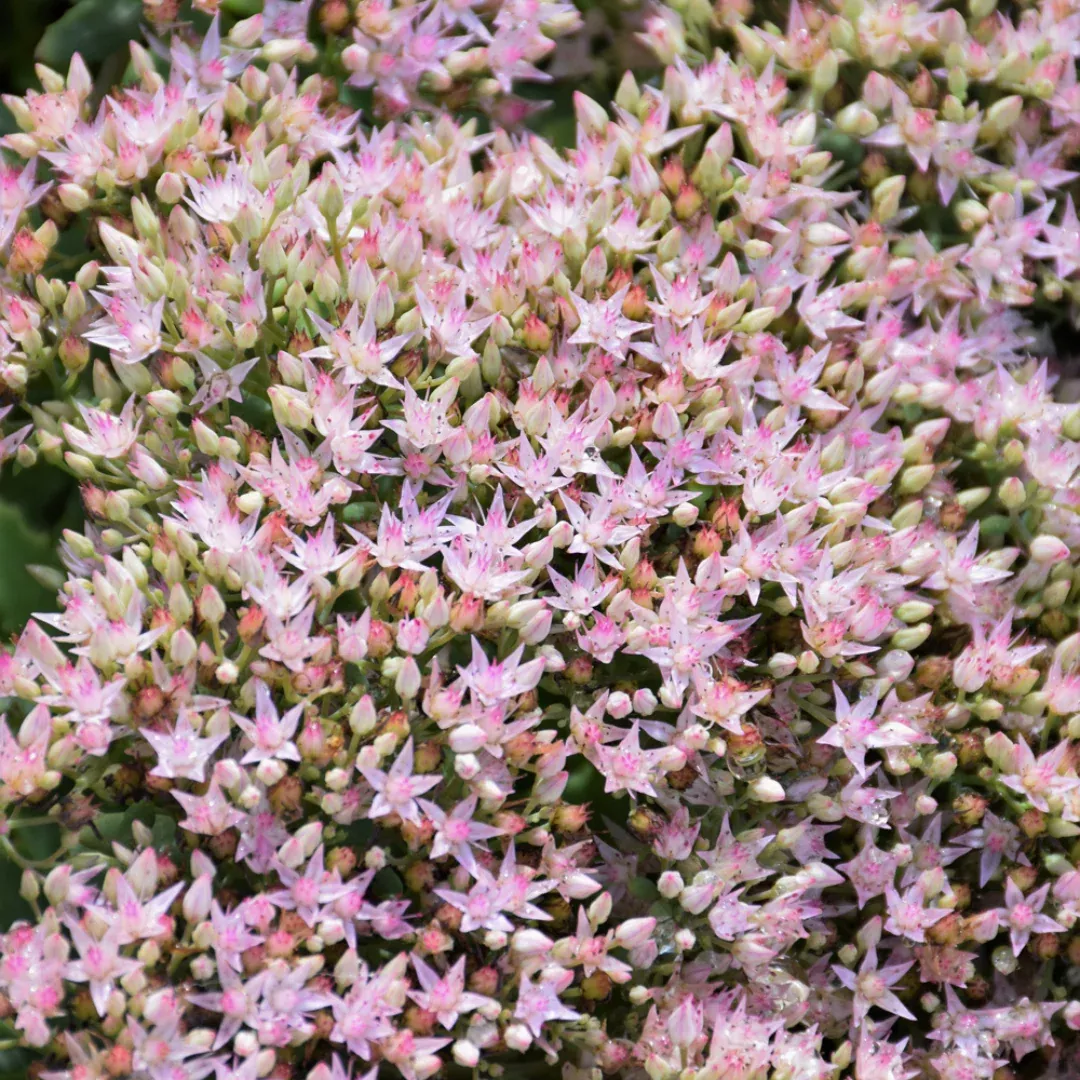 Sedum 'Rock N Round Pure Joy'