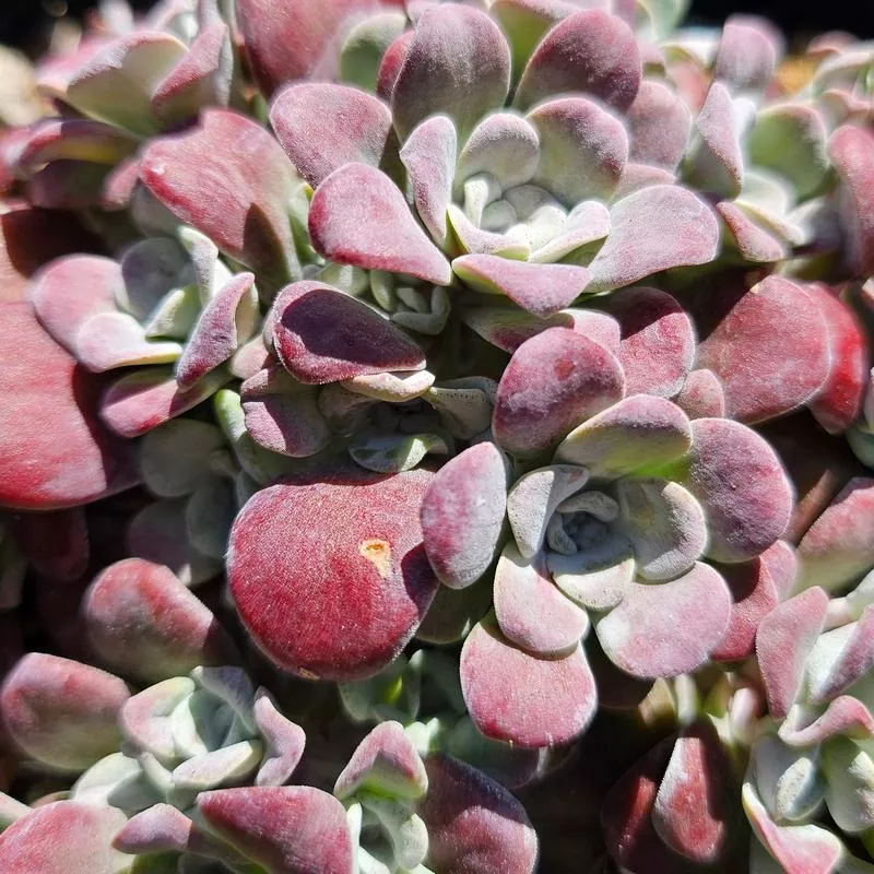 sedum-spathulifolium-sub-pruinosum-carnea Sedum spathulifolium sub. pruinosum 'Carnea'