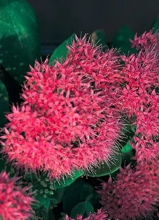 sedum-spectabile-neon-25-br-plants Sedum spectabile 'Neon' (25) BR Plants