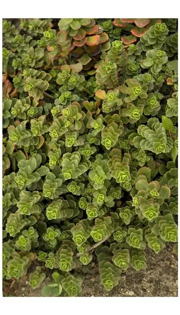 sedum-spurium-summer-glory-stonecrop Sedum spurium Summer Glory Stonecrop