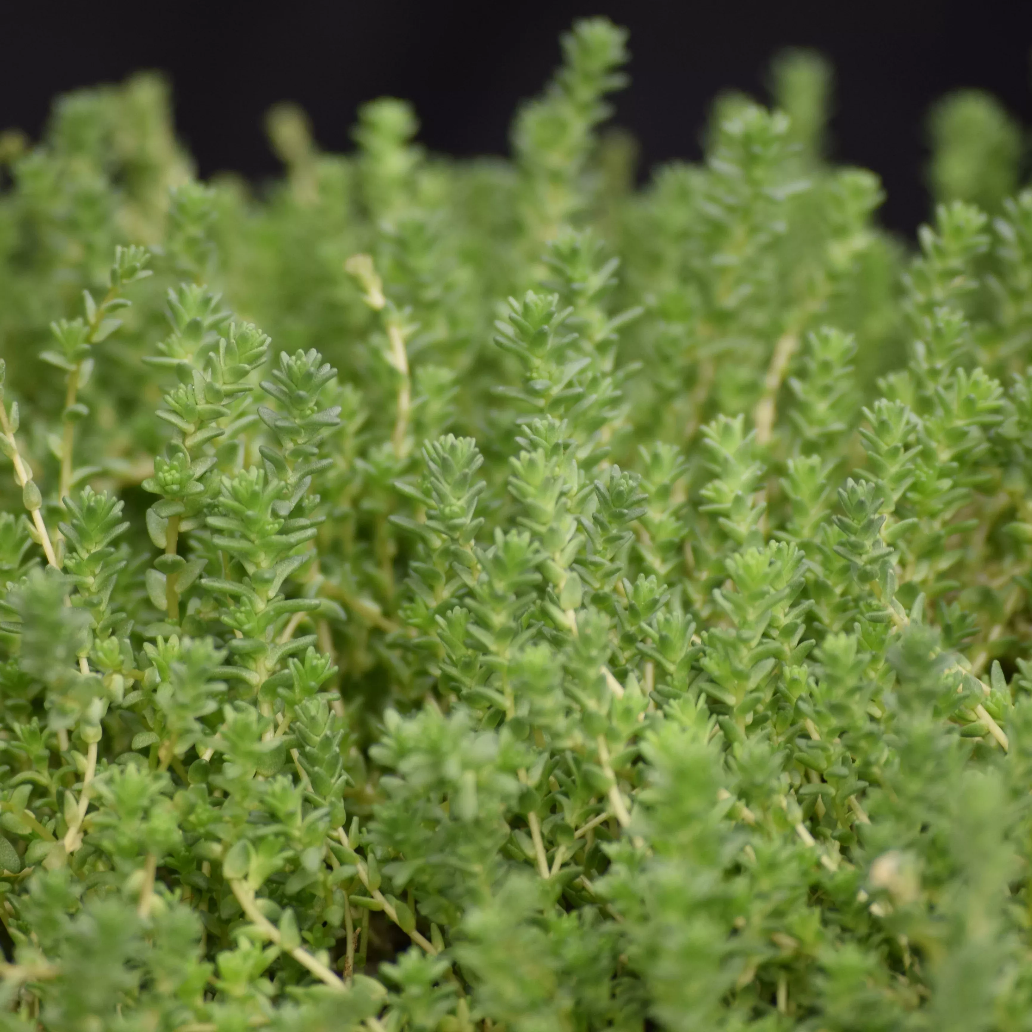 sedum-stonecrop-aurea-golden Sedum Stonecrop 'Aurea Golden'