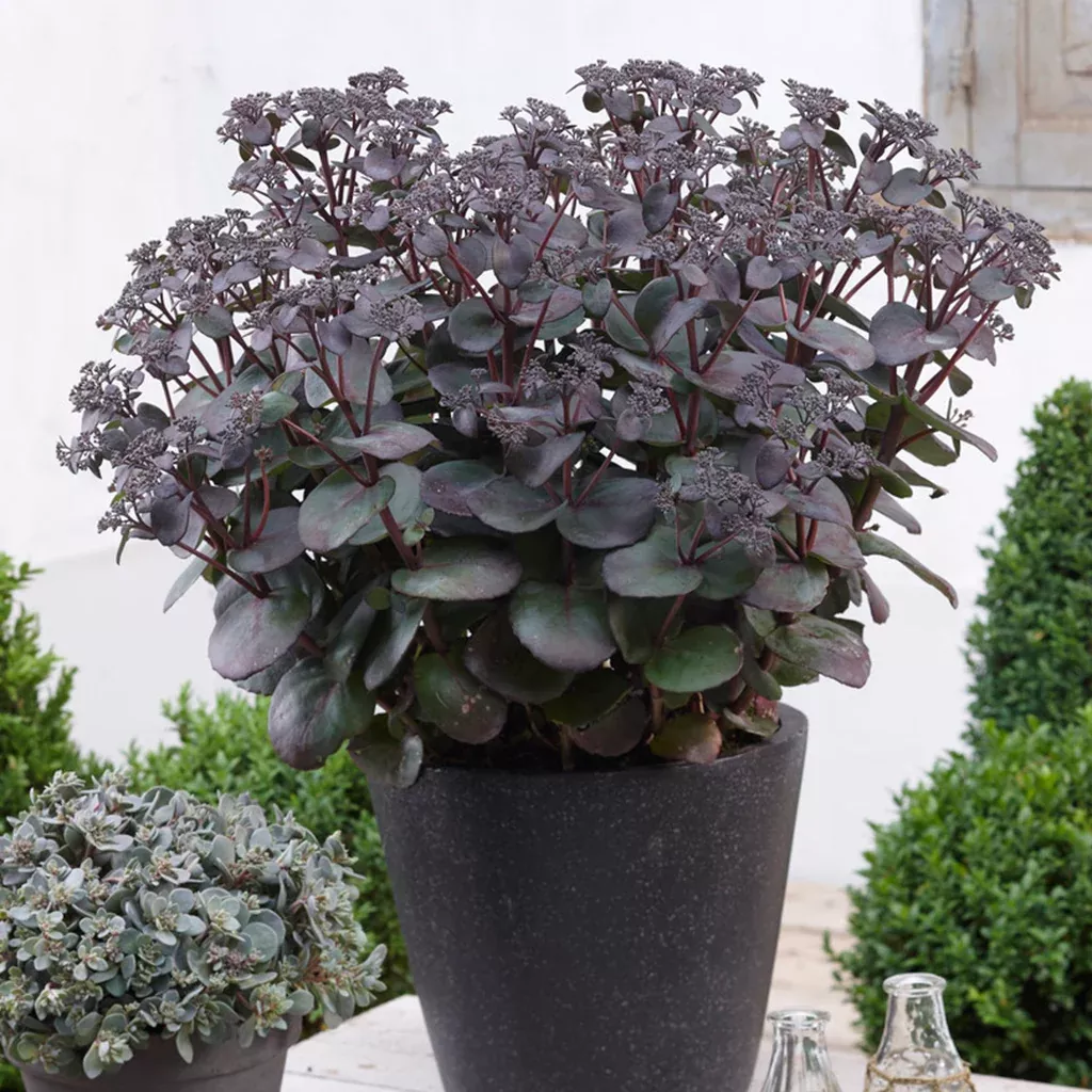 sedum-sunsparkler-blue-pearl-garden-succulent Sedum - SunSparkler Blue Pearl - Garden Succulent