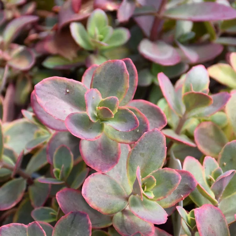 Sedum 'Wildfire'
