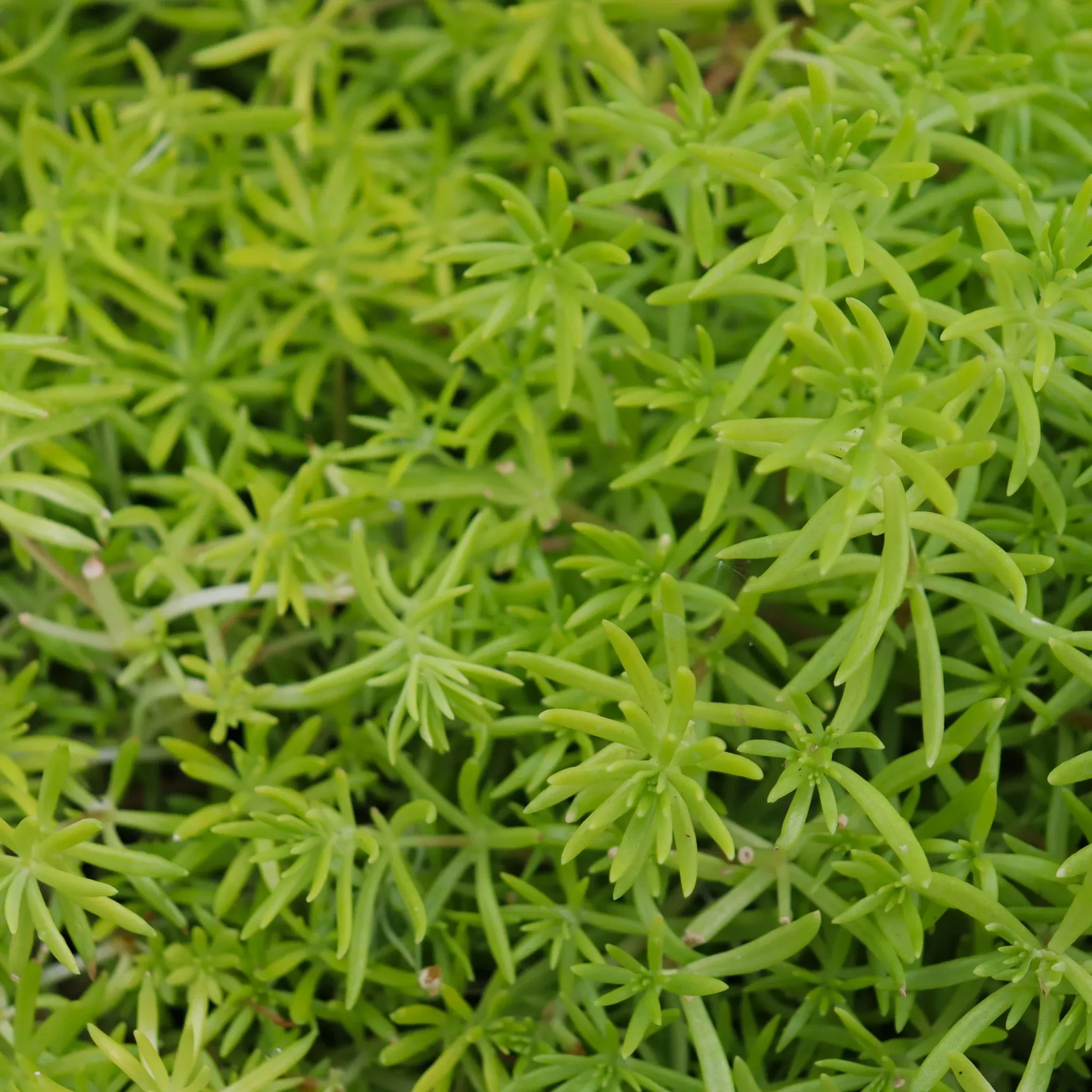 Sedum