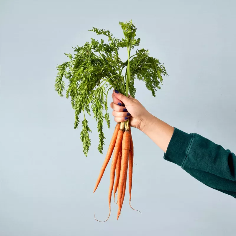 Seed Pops - Garden