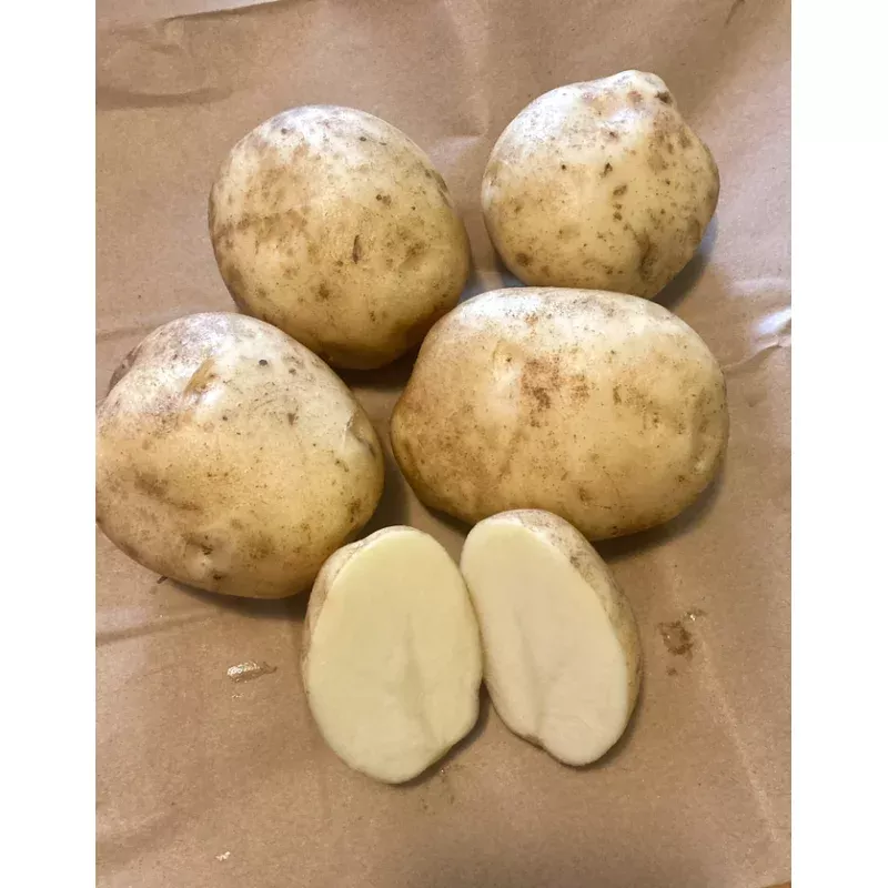 seed-potato-eva-organic Seed Potato, Eva, Organic