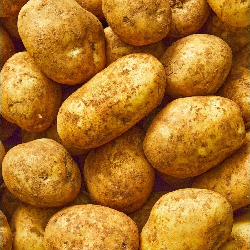 seed-potato-kennebec-organic Seed Potato, Kennebec, Organic