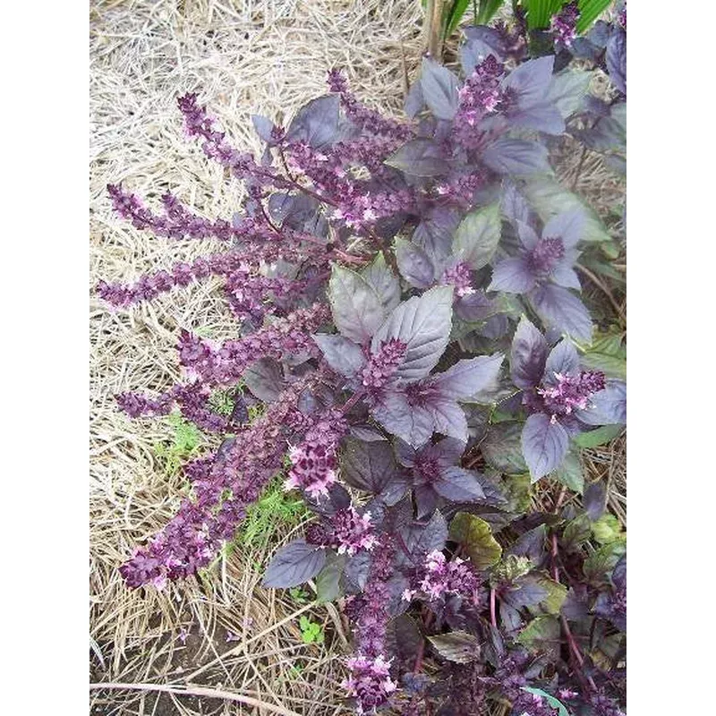 Seeds, Basil Dark Opal