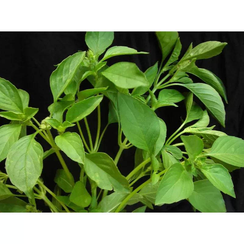 seeds-basil-lemon Seeds, Basil Lemon