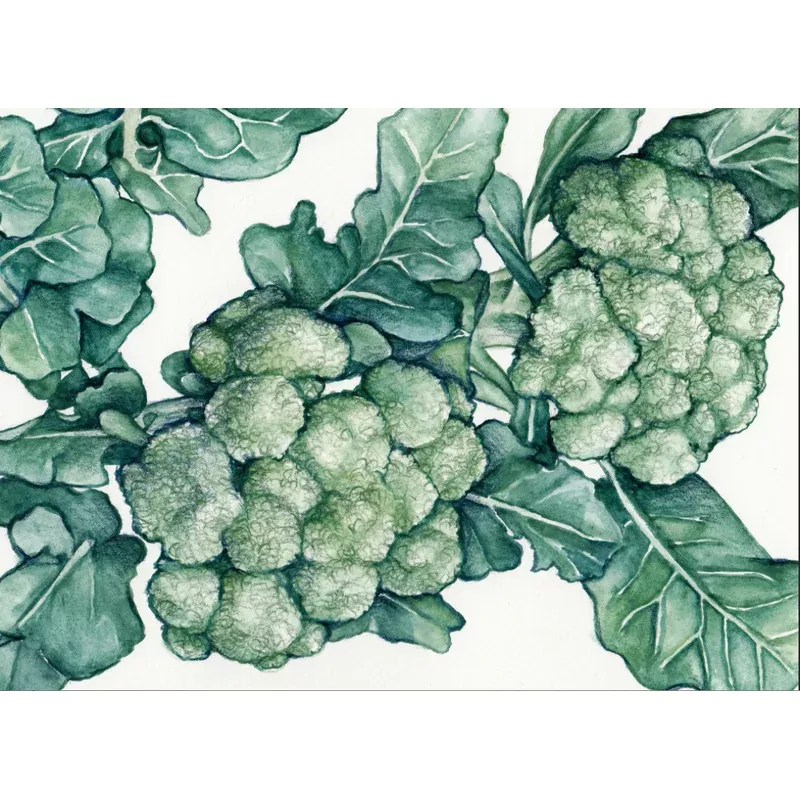 Seeds, Broccoli Calabrese