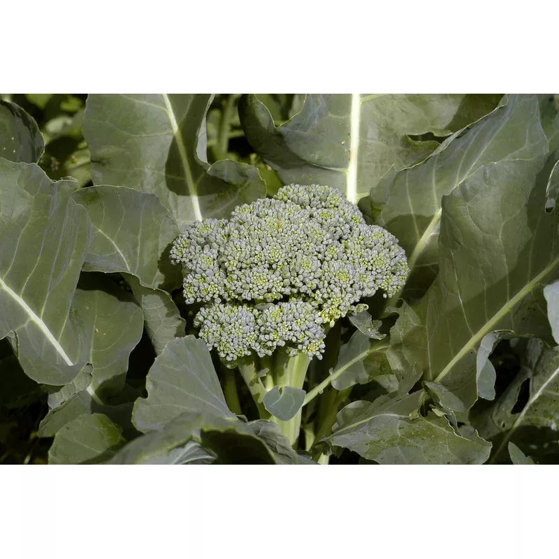 seeds-broccoli-de-cicco Seeds, Broccoli De Cicco
