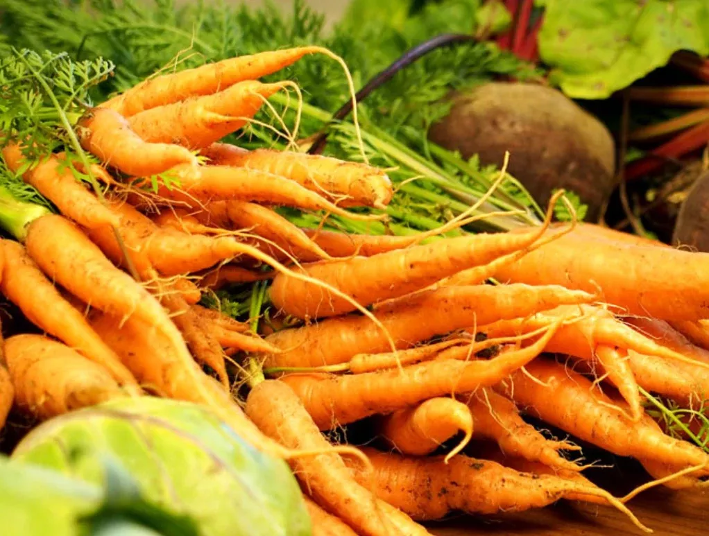 seeds-carrot-danvers-126 Seeds, Carrot Danvers 126