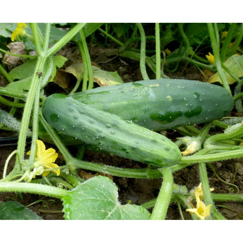 Seeds, Marketmore 76 Cucumber