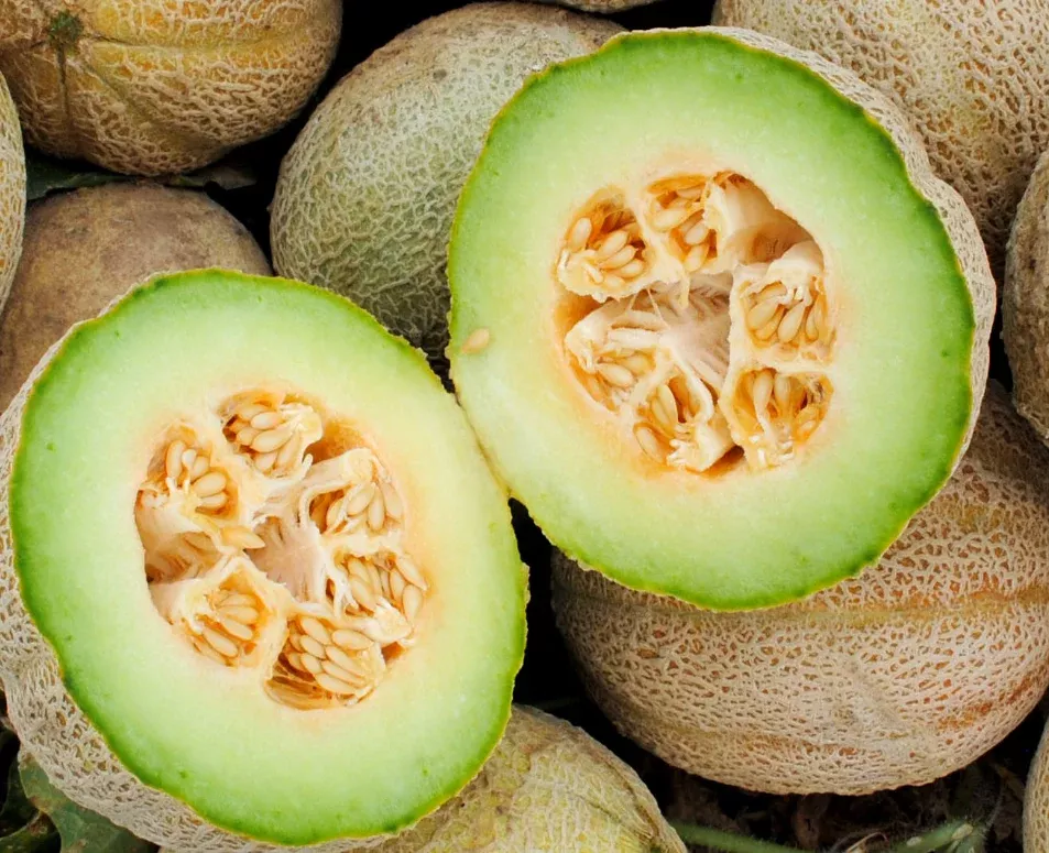seeds-melon-eden-gem-rocky-ford Seeds, Melon Eden Gem (Rocky Ford)