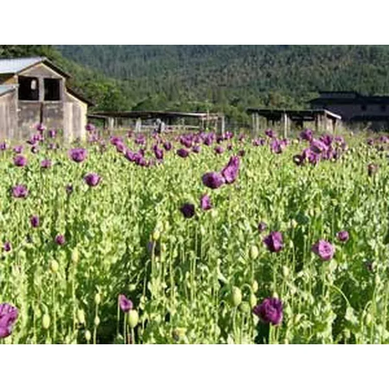 Seeds, Poppy Breadseed, Hungarian Blue