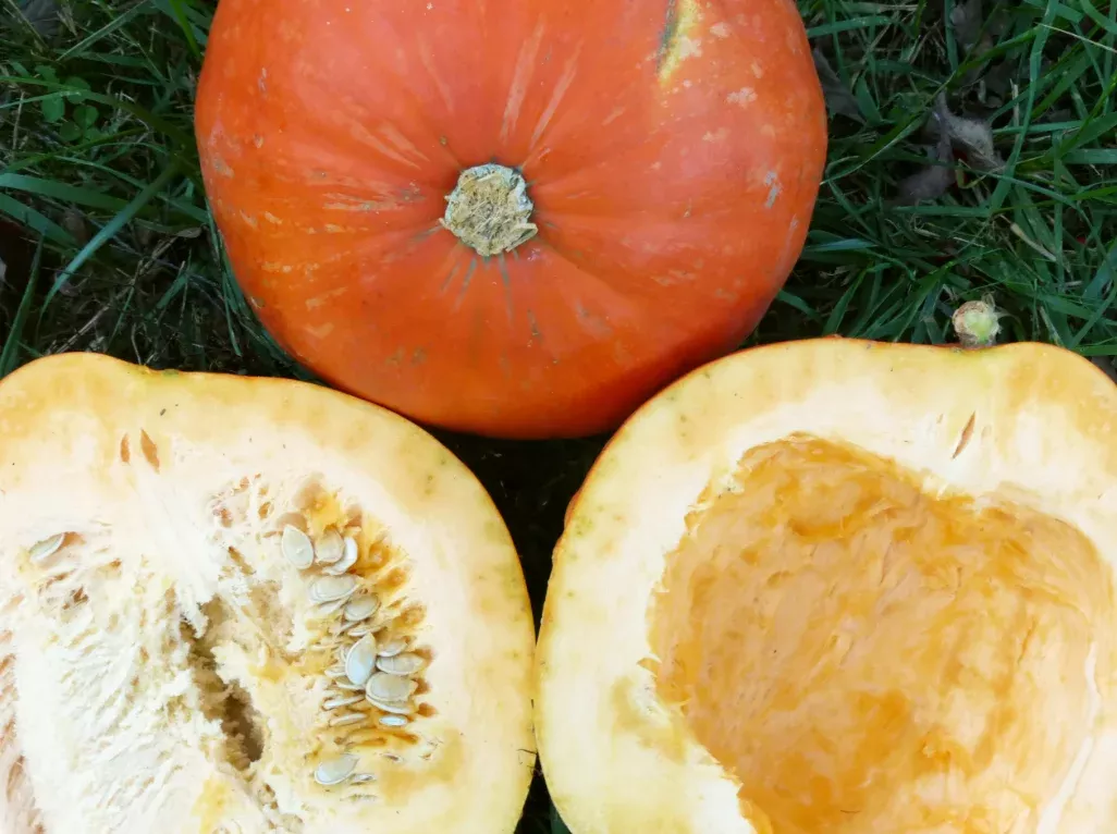 seeds-pumpkin-big-max Seeds, Pumpkin Big Max