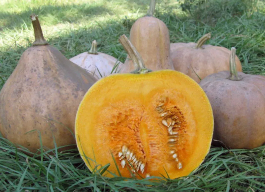 Seeds, Pumpkin Seminole