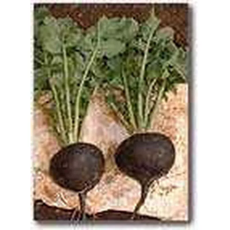 seeds-radish-black-spanish-round Seeds, Radish Black Spanish Round
