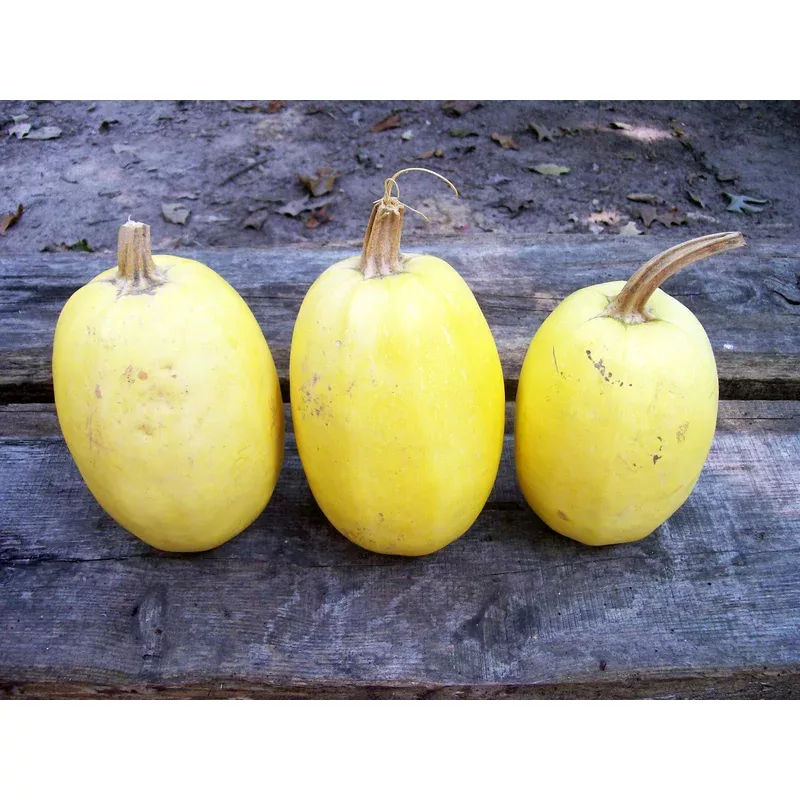 seeds-squash-spaghetti-squash Seeds, Squash Spaghetti Squash
