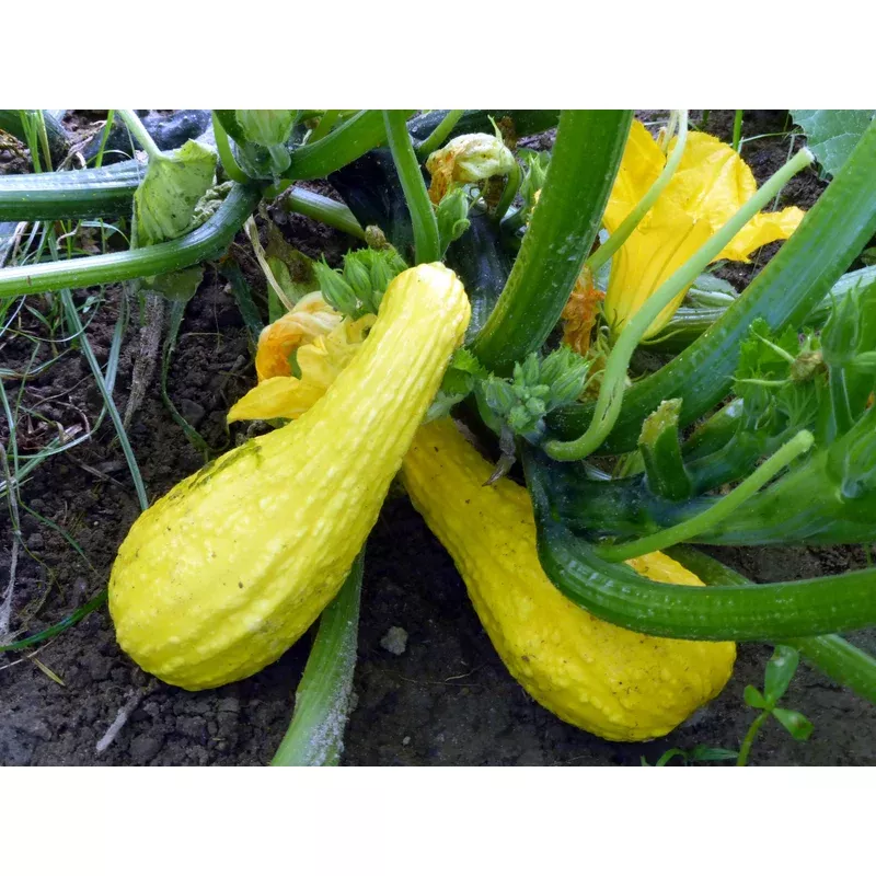 seeds-squash-yellow-crookneck Seeds, Squash Yellow Crookneck