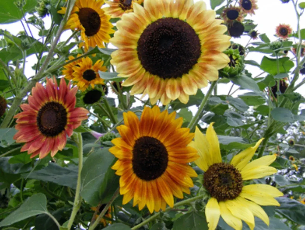 seeds-sunflower-selma-suns Seeds, Sunflower Selma Suns