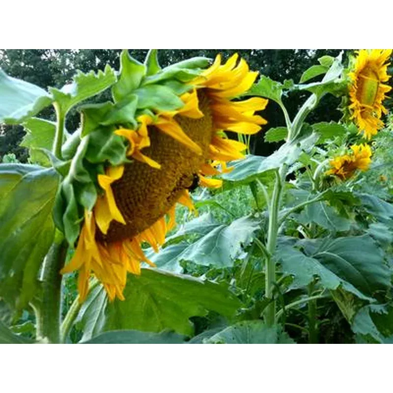 seeds-sunflower-sunspot Seeds, Sunflower Sunspot