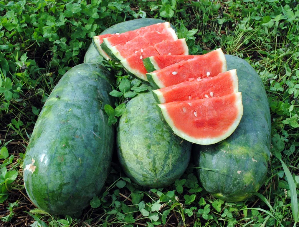 seeds-watermelon-strawberry Seeds, Watermelon Strawberry