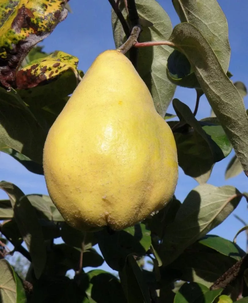 Seker Gevrek Quince