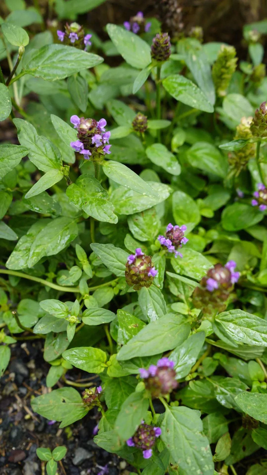 self-heal Self Heal