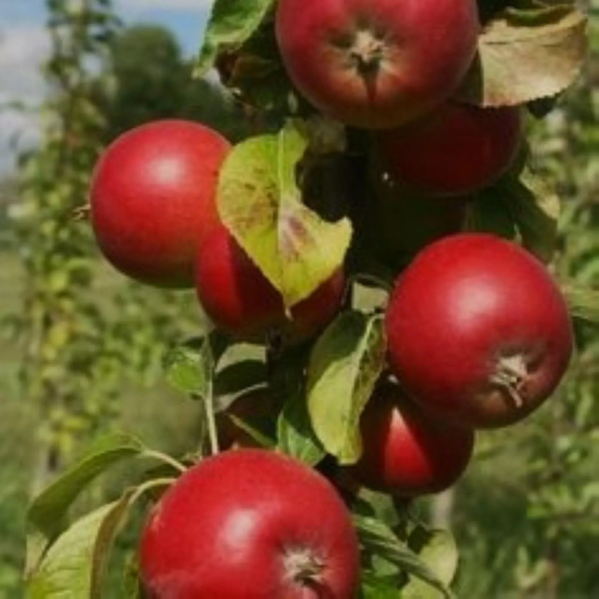 semi-dwarf-columnar-apple Semi-Dwarf Columnar Apple
