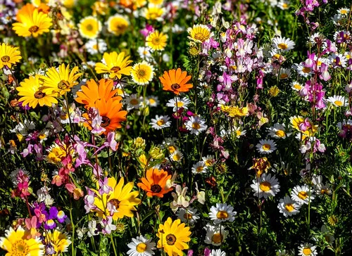 semi-low-growing-wildflower-seed-mix Semi - Low Growing Wildflower Seed Mix