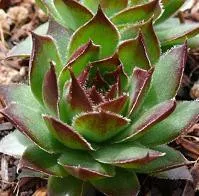 sempervivum-black-10-ct-flat Sempervivum 'Black' (10)ct Flat