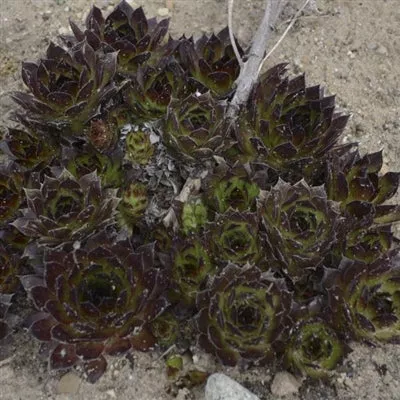 Sempervivum Black Hen's And Chicks