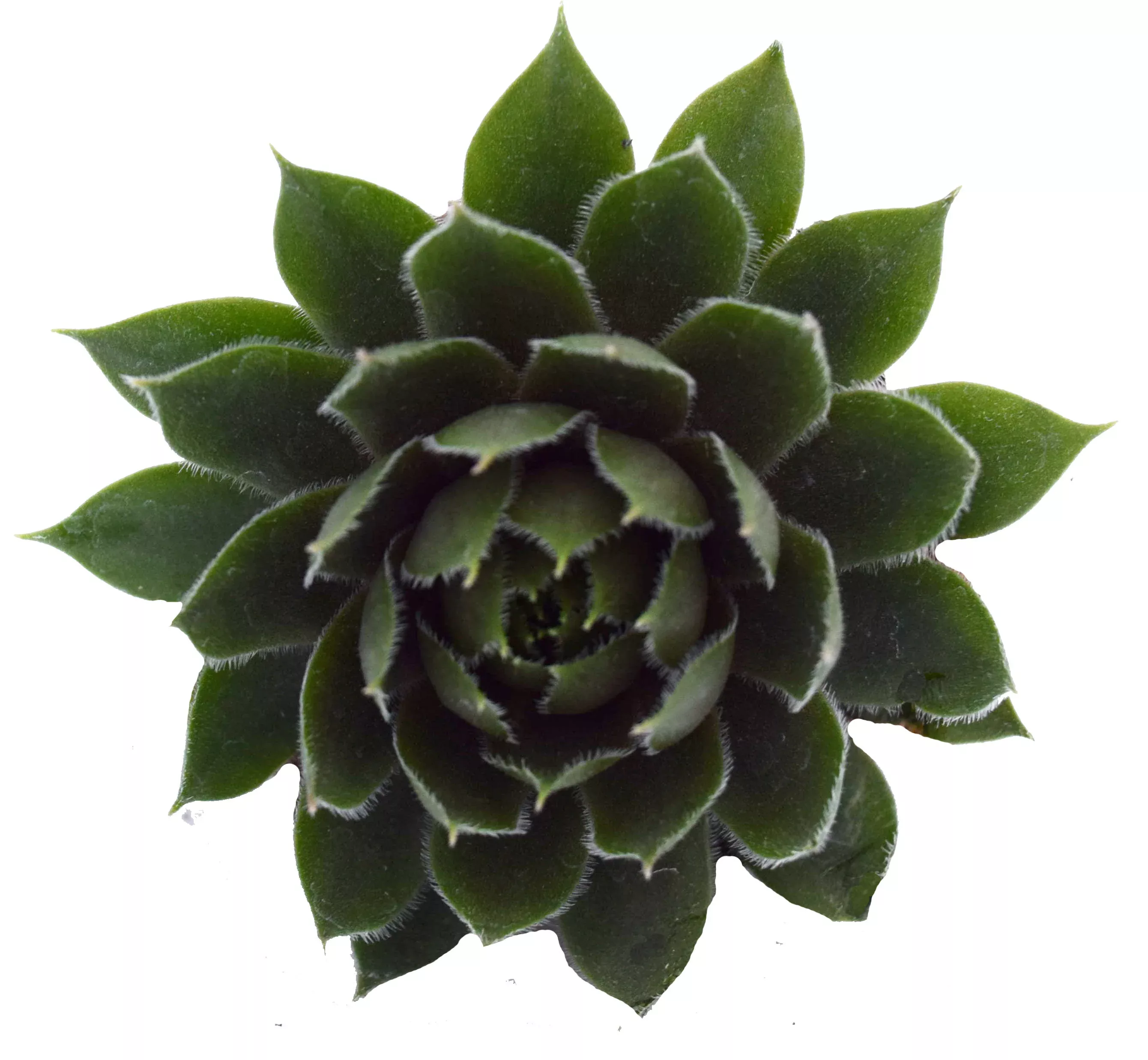 sempervivum-commander-hay-hen-s-chicks Sempervivum Commander Hay Hen's And Chicks