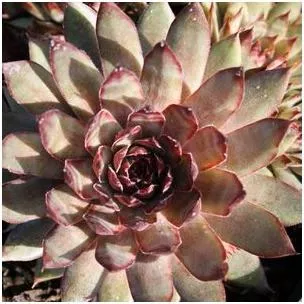 sempervivum-red-beauty-hen-s-chicks Sempervivum Red Beauty Hen's And Chicks