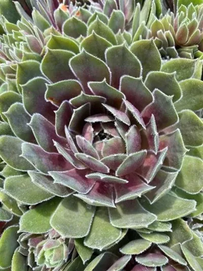 sempervivum-ruby-heart-hen-s-chicks Sempervivum Ruby Heart Hen's And Chicks