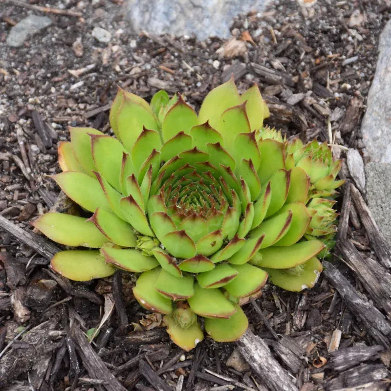 Sempervivum 'Sunset'