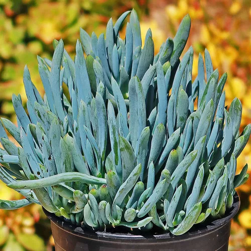 senecio-blue-chalk-finger Senecio (Blue Chalk Finger)