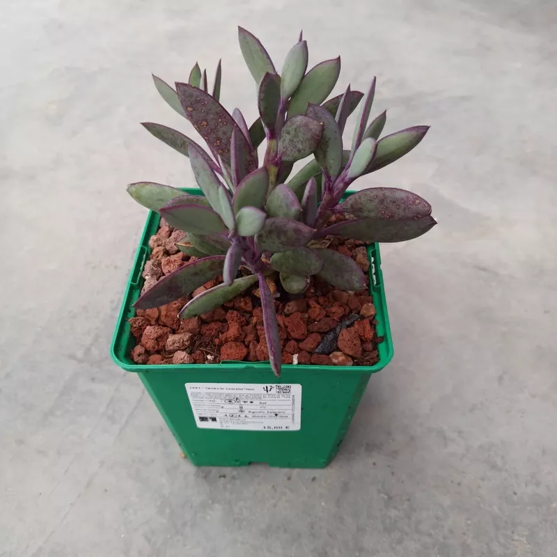 Senecio (Crassissimus)