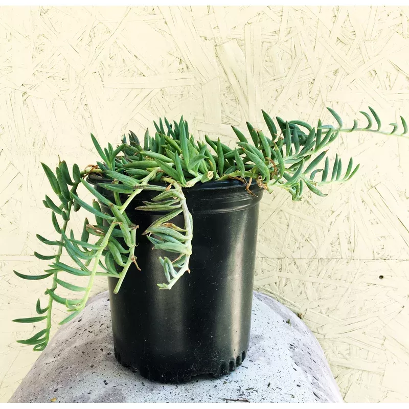 senecio-radicans-glauca-fish-hooks Senecio radicans glauca, Fish hooks