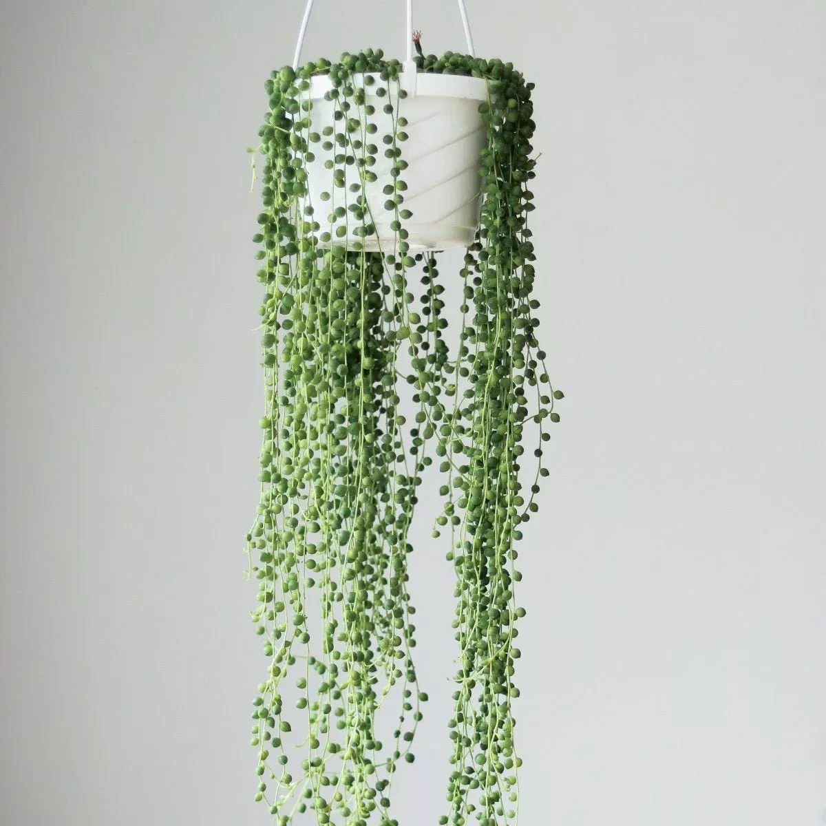 senecio-rowleyanus-string-pearls-hanging-basket Senecio Rowleyanus 'String of Pearls' - Hanging Basket