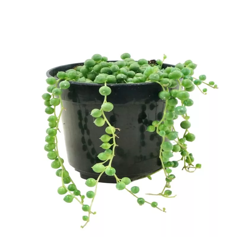 senecio-rowleyanus-string-pearls Senecio Rowleyanus 'String of Pearls'